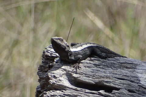 Inside The Greater Blue Mountains World Heritage - A Private Wildlife Safari Overnight - Rental Cars 2