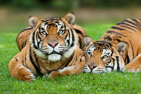The Ultimate Gold Coast Attractions Pass - Rental Cars 2