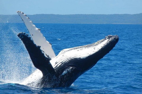 Mooloolaba Whale Watching Tour - Rental Cars 0