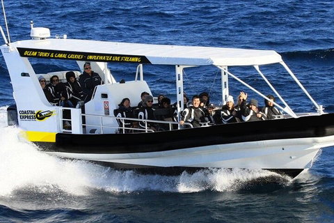 Mooloolaba Whale Watching Tour - Rental Cars 1