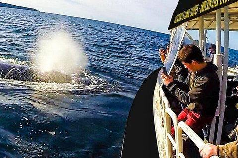 Mooloolaba Whale Watching Tour - Rental Cars 2