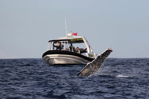 Mooloolaba Whale Watching Tour - Rental Cars 3