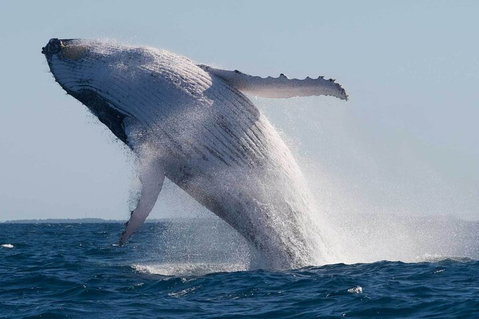 Mooloolaba Whale Watching Tour - Rental Cars 4