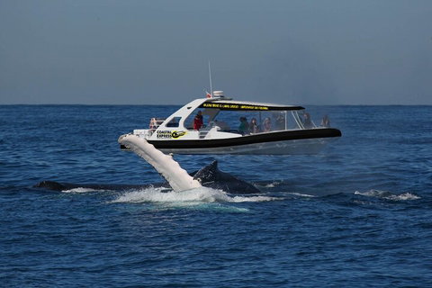 Mooloolaba Whale Watching Tour - Rental Cars 5