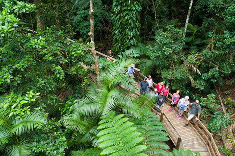 2 Day Daintree Rainforest, Cape Tribulation And Outback Chillagoe Tour - Rental Cars 3
