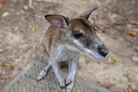 2 Day Daintree Rainforest, Cape Tribulation And Outback Chillagoe Tour - Rental Cars 4