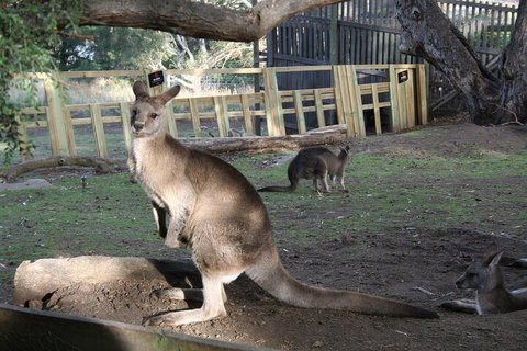 Mt. Wellington, Bonorong And Richmond Day Tour From Hobart - Rental Cars 2