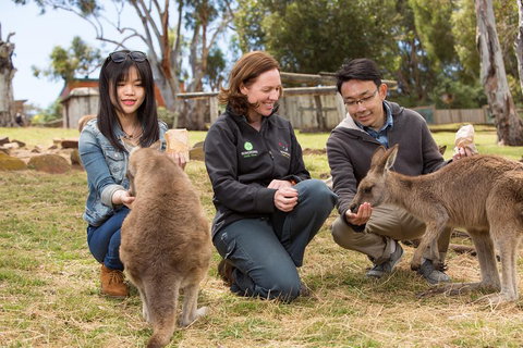 Bonorong Wildlife Park And Richmond Afternoon Tour From Hobart - Rental Cars 1