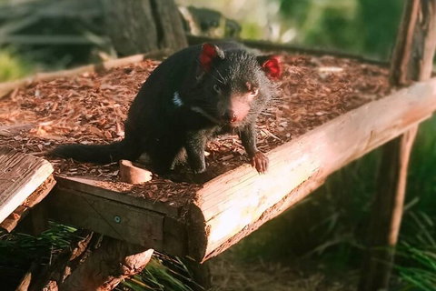 Bonorong Wildlife Park And Richmond Afternoon Tour From Hobart - Rental Cars 4