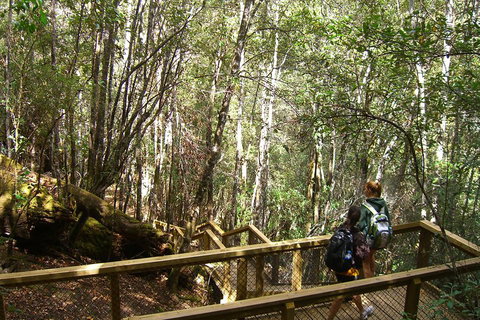 Mt Field National Park And Russell Falls From Hobart - Rental Cars 4