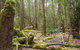 Mt Field National Park And Russell Falls From Hobart - thumb 5