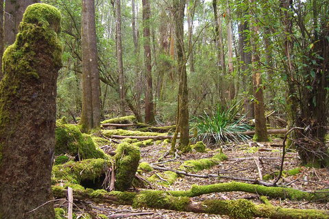 Mt Field National Park And Russell Falls From Hobart - Rental Cars 5
