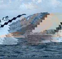 Byron Bay Whale Watching Cruise - Rental Cars