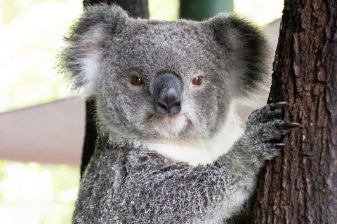 Wildlife Habitat Port Douglas - Rental Cars 1