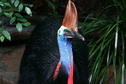 Wildlife Habitat Port Douglas - Rental Cars 3