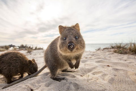Rottnest Bayseeker Bus Tour From Hillarys Boat Harbour - Rental Cars 1
