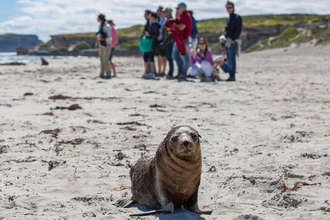 Kangaroo Island In A Day Tour From Adelaide - Rental Cars 0