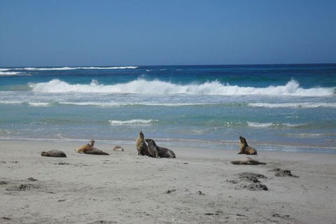 Kangaroo Island In A Day Tour From Adelaide - Rental Cars 1