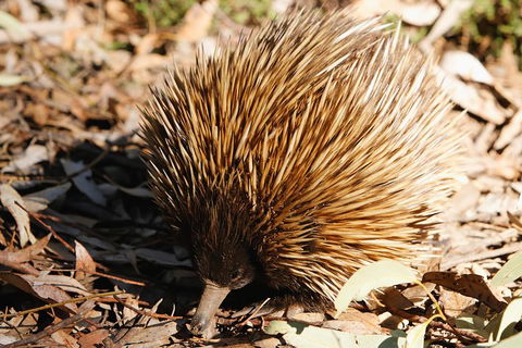 Kangaroo Island In A Day Tour From Adelaide - Rental Cars 2