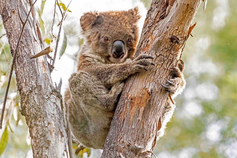 Wild Australian Wildlife 4WD Tour From Sydney - Rental Cars 1