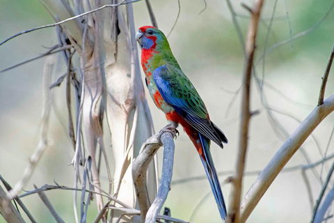 Wild Australian Wildlife 4WD Tour From Sydney - Rental Cars 5