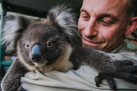 Kangaroos & Koala Encounter Experience (Half Day Private Tour) - Rental Cars 0
