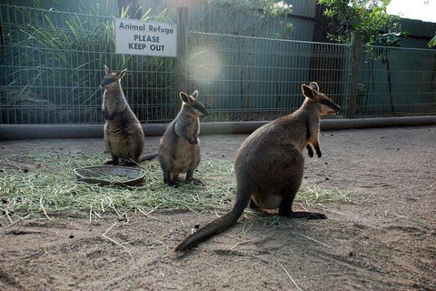 Kangaroos & Koala Encounter Experience (Half Day Private Tour) - Rental Cars 2