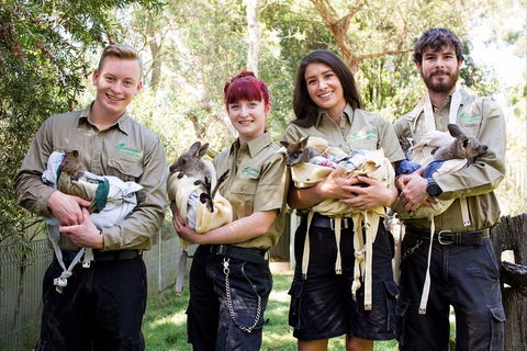 Kangaroos & Koala Encounter Experience (Half Day Private Tour) - Rental Cars 3