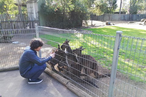 Kangaroos & Koala Encounter Experience (Half Day Private Tour) - Rental Cars 4