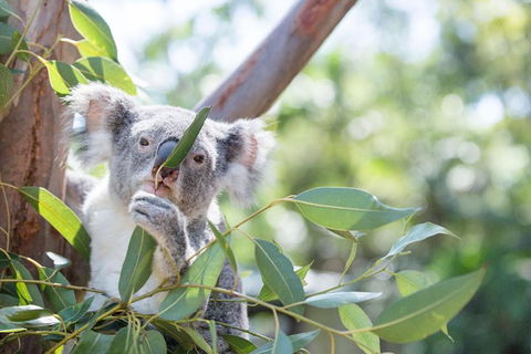 Kangaroos & Koala Encounter Experience (Half Day Private Tour) - Rental Cars 5