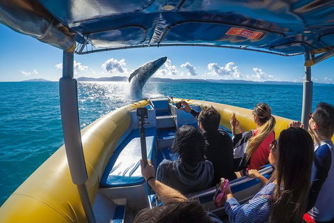 Ocean Rafting Tour To Whitehaven Beach, Hill Inlet Lookout & Top Snorkel Spots - Rental Cars 4