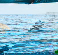 Cruise with Dolphins in Byron Bay - Rental Cars