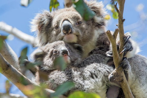 3-Day Adelaide To Melbourne Overland Trip Through Grampians And Great Ocean Road - Rental Cars 3