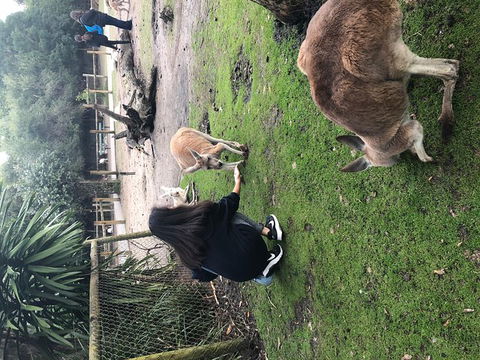 Perth Hills - Wildlife, Art & Gastronomy - Rental Cars 4