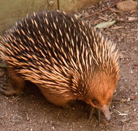 Puffing Billy And Healesville Sanctuary Scenic Tour - Rental Cars