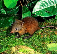 3-Day Small-Group Tour of North Queensland with Pick Up - Rental Cars