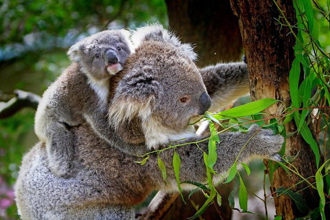 1 Day Exclusively Private Tour Of Phillip Island & The Penguin Parade - Rental Cars 2