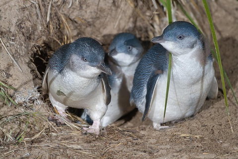 1 Day Exclusively Private Tour Of Phillip Island & The Penguin Parade - Rental Cars 5