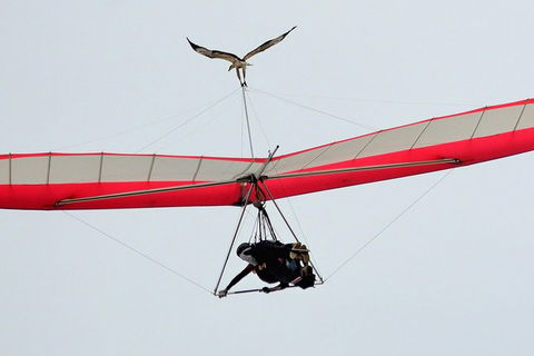 Hang Gliding With HangglideOz - Rental Cars 0