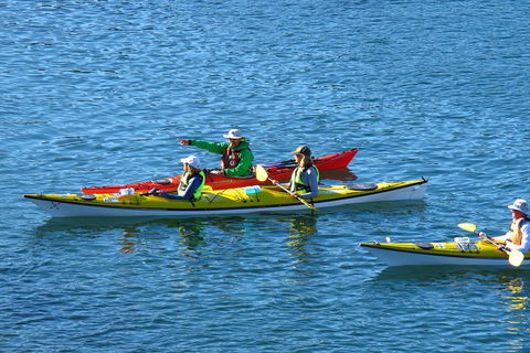 Half-Day Sydney Middle Harbour Guided Kayaking Eco Tour - Rental Cars 0