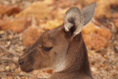 Australian Animals, Seascape And Sunset Photography Tour - Rental Cars 0