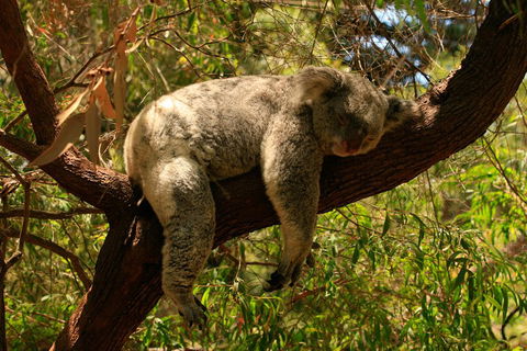 Australian Animals, Seascape And Sunset Photography Tour - Rental Cars 1