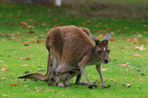 Australian Animals, Seascape And Sunset Photography Tour - Rental Cars 2