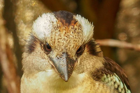 Australian Animals, Seascape And Sunset Photography Tour - Rental Cars 3
