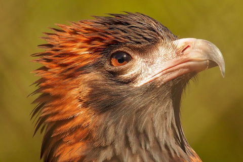 Australian Animals, Seascape And Sunset Photography Tour - Rental Cars 4