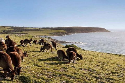 Kangaroo Island Personal Group Tours - Rental Cars 0