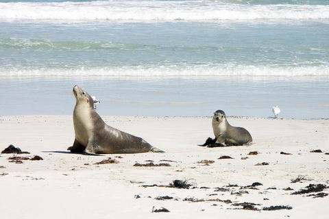 Kangaroo Island Personal Group Tours - Rental Cars 3