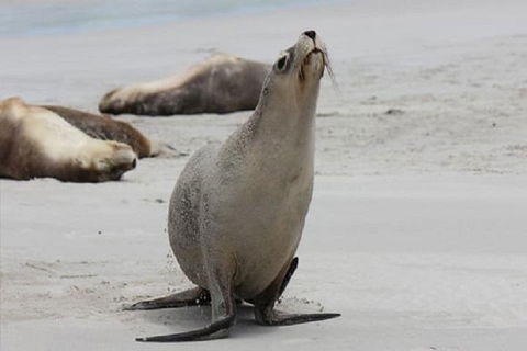 Kangaroo Island Personal Group Tours - Rental Cars 4