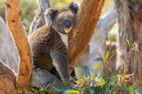 Mount Lofty Hike And Cleland Wildlife Park Day Trip From Adelaide - Rental Cars 2