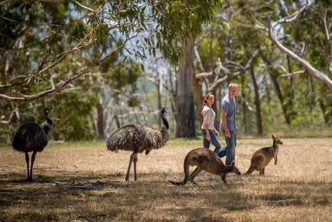 Mount Lofty Hike And Cleland Wildlife Park Day Trip From Adelaide - Rental Cars 5
